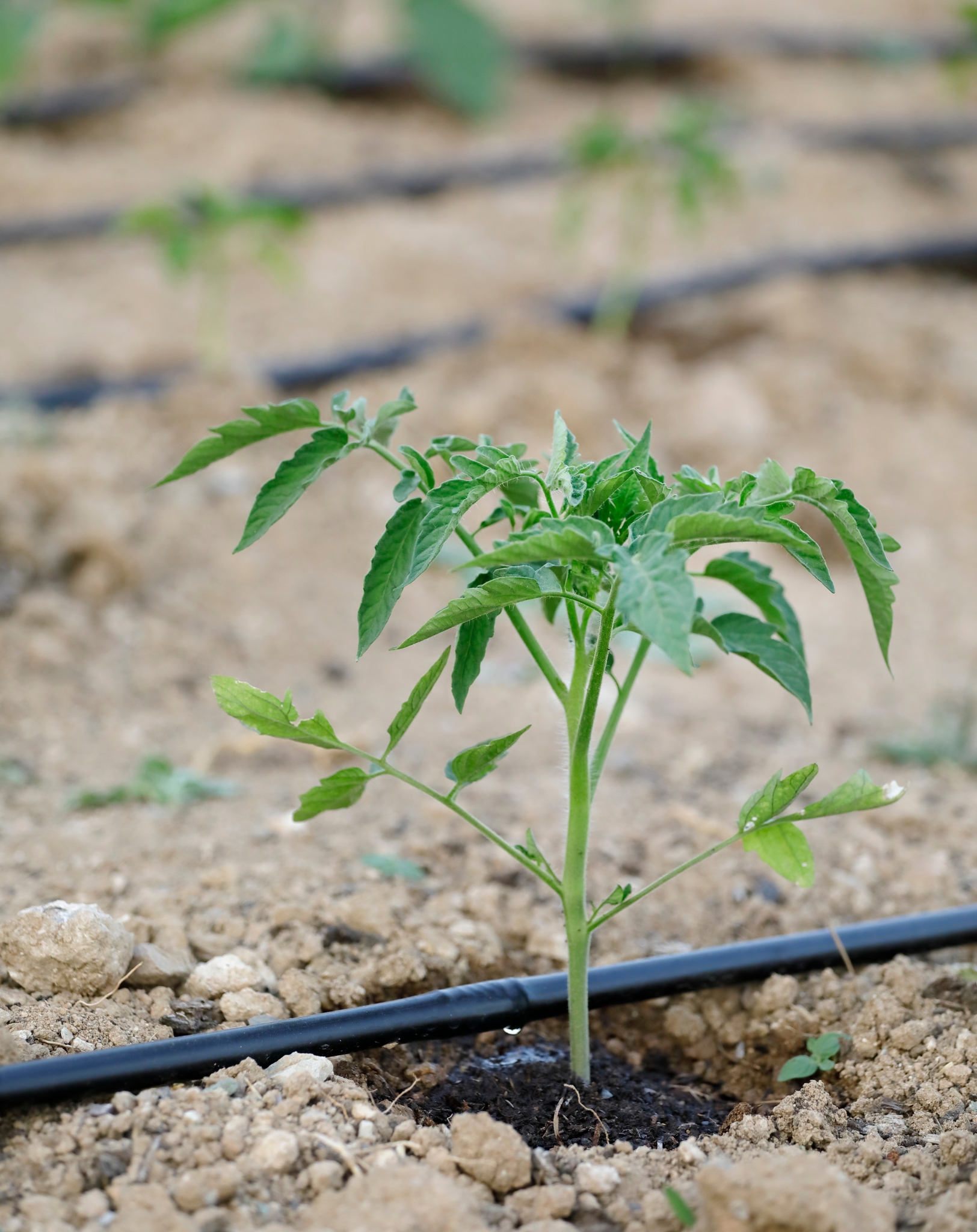 prodotti per agricoltura