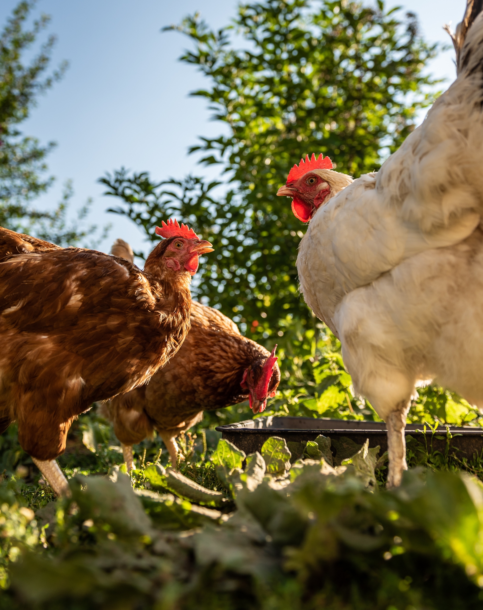 prodotti per animali